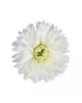 Aster novi-belgii Arctic White